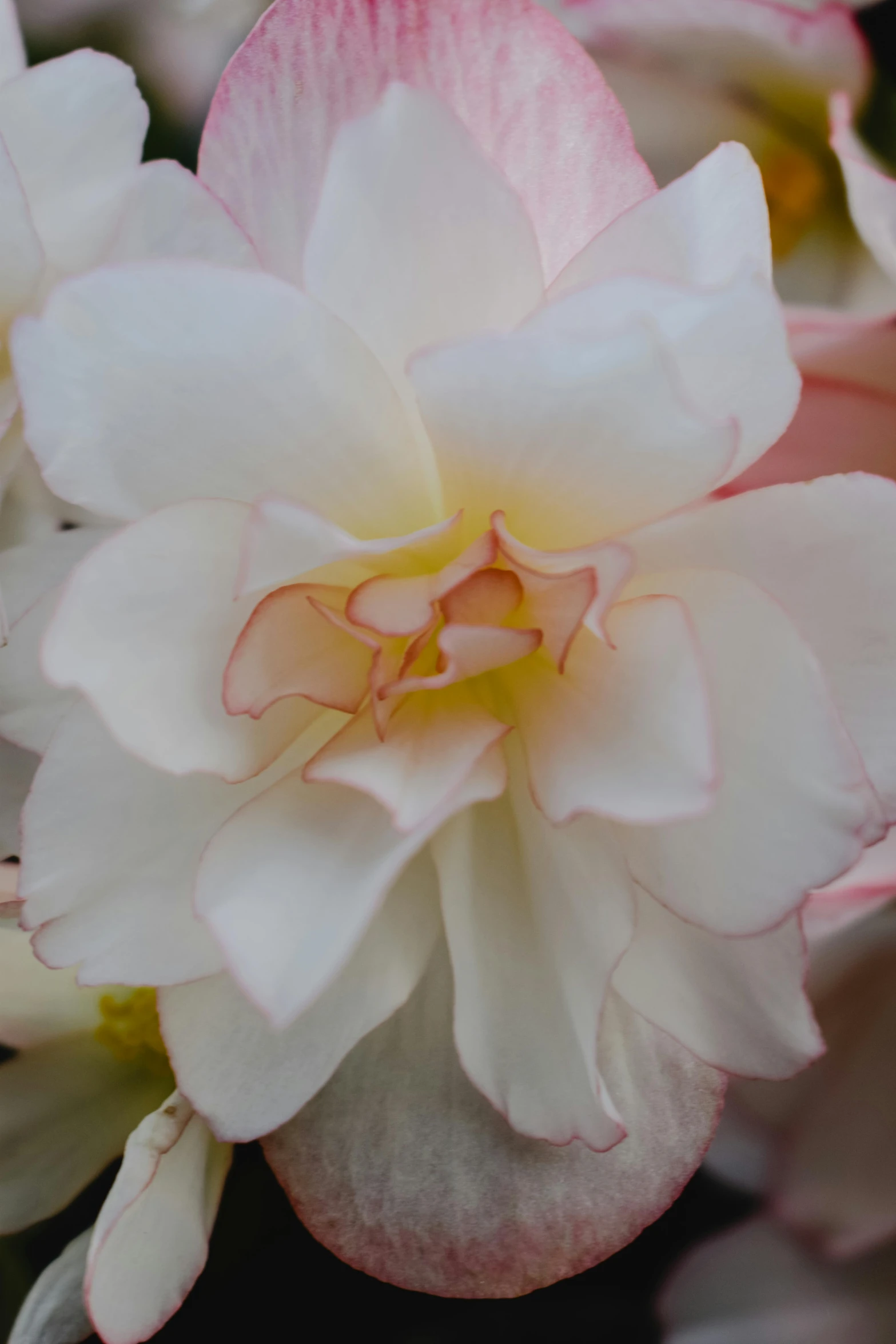 a close up of a white and pink flower, a macro photograph, by Phyllis Ginger, romanticism, porcelain skin ”, taken in the late 2010s, frill, close - ups