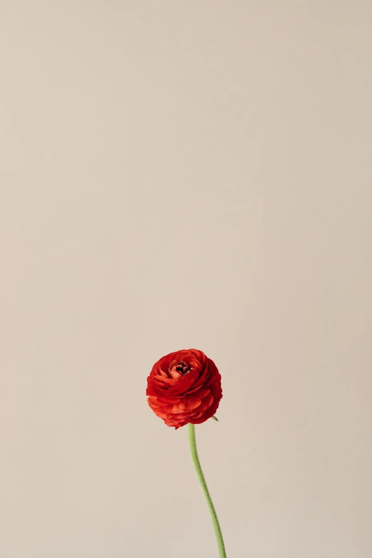 a single red flower in a vase on a table, an album cover, unsplash, minimalism, large tall, low detail, ad image, anemone