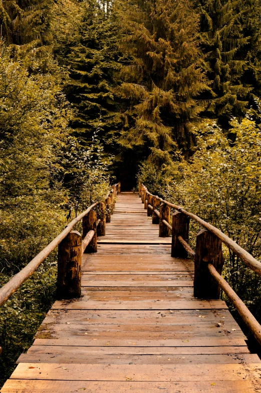 a wooden bridge in the middle of a forest, pexels contest winner, chemistry, small steps leading down, ((forest))