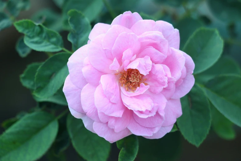 a close up of a pink flower with green leaves, inspired by Barbara Nasmyth, unsplash, pink rosa, highly ornamental, in a medium full shot, exterior shot