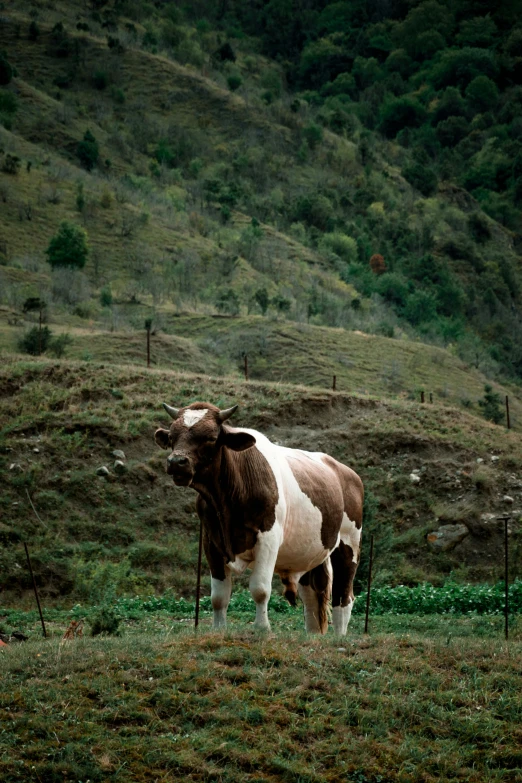 a brown and white cow standing in a field, burdisio, in 1 9 9 5, mountainous setting, college