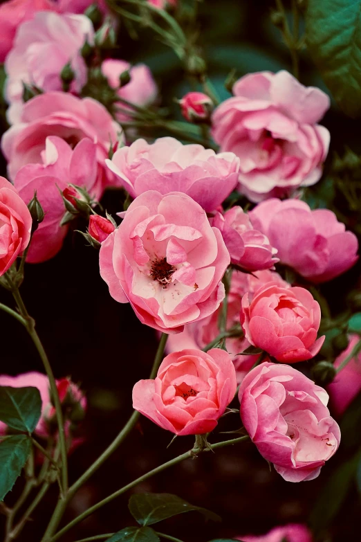 a close up of a bunch of pink flowers, inspired by Barbara Nasmyth, unsplash, decorative roses, idyllic, autochrome photograph, do
