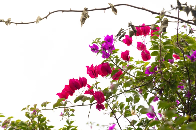 a couple of birds sitting on top of a tree, by Clara Miller Burd, pexels, romanticism, bougainvillea, with a white background, viewed from the ground, late morning