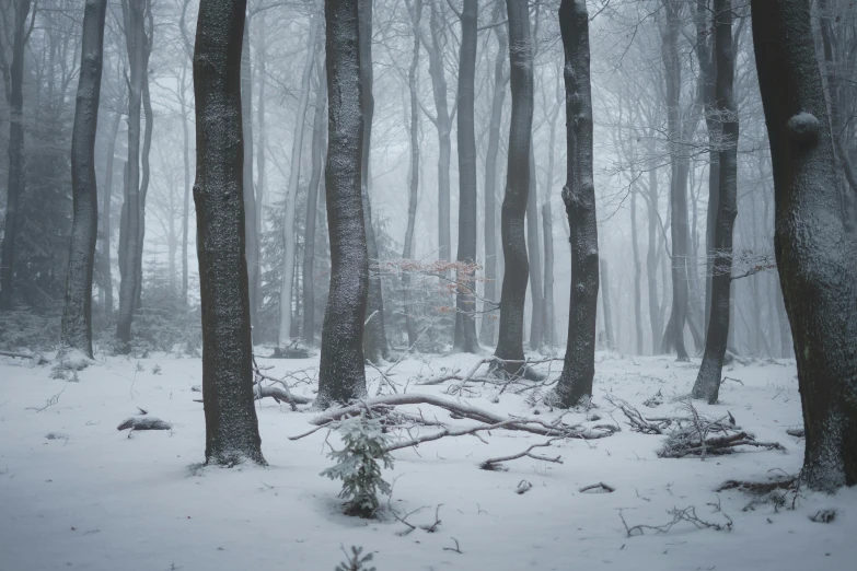 a forest filled with lots of trees covered in snow, an album cover, by Adam Marczyński, pexels contest winner, grey, fine art print, contain, multiple stories