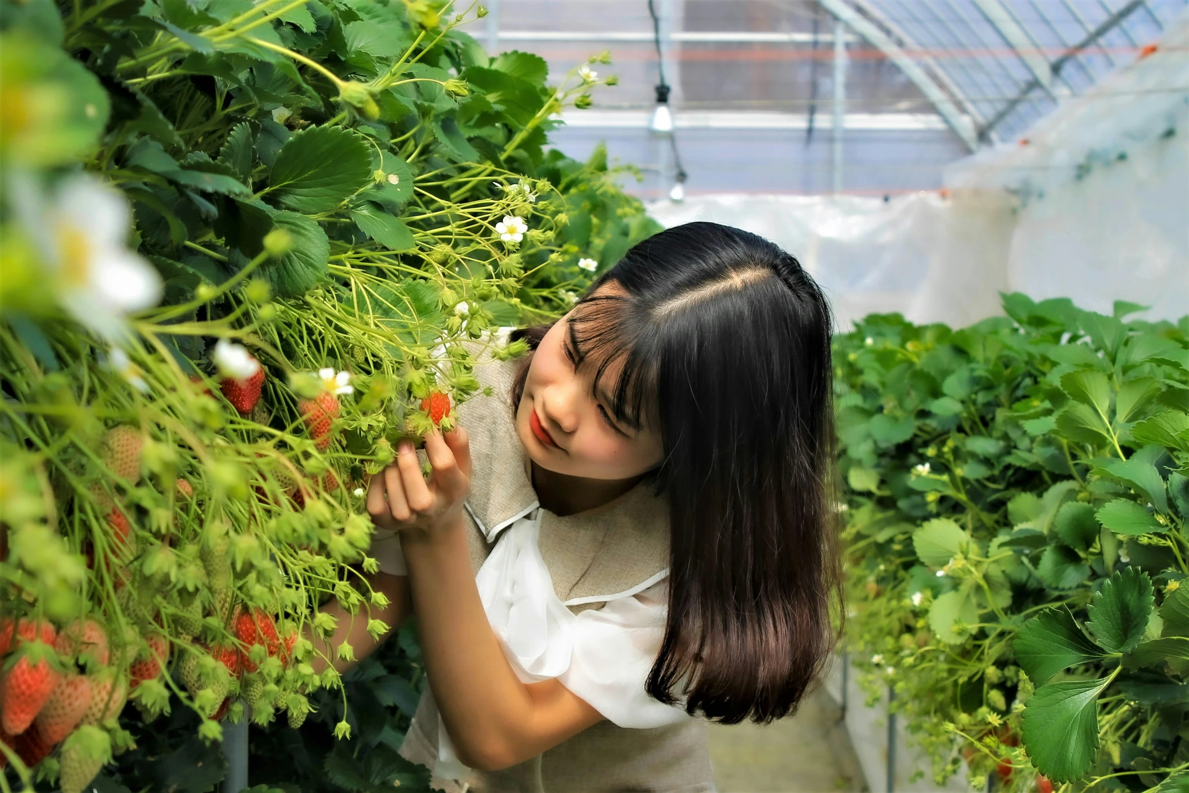 a woman picking strawberries in a greenhouse, pexels contest winner, fantastic realism, of a youthful japanese girl, avatar image, hydroponic farms, 奈良美智