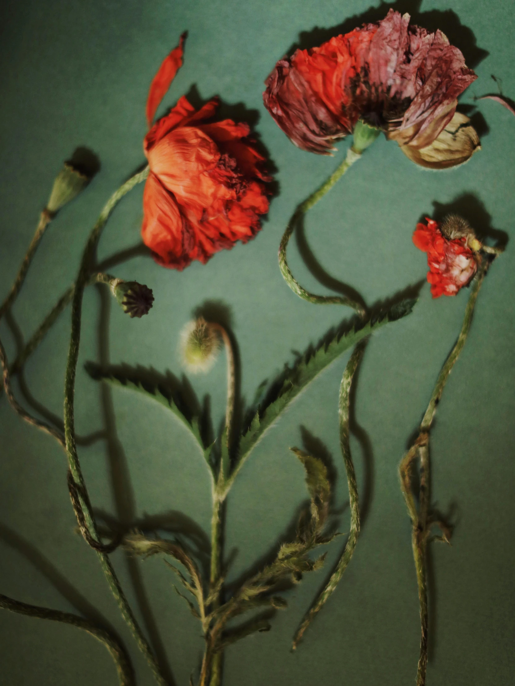 a close up of a bunch of flowers on a table, an album cover, inspired by Elsa Bleda, vanitas, dead but beautiful. poppies, muted green, 1 9 1 7, green and red