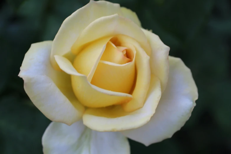 a close up of a yellow rose flower, albino mystic, 'groovy', fan favorite, no cropping