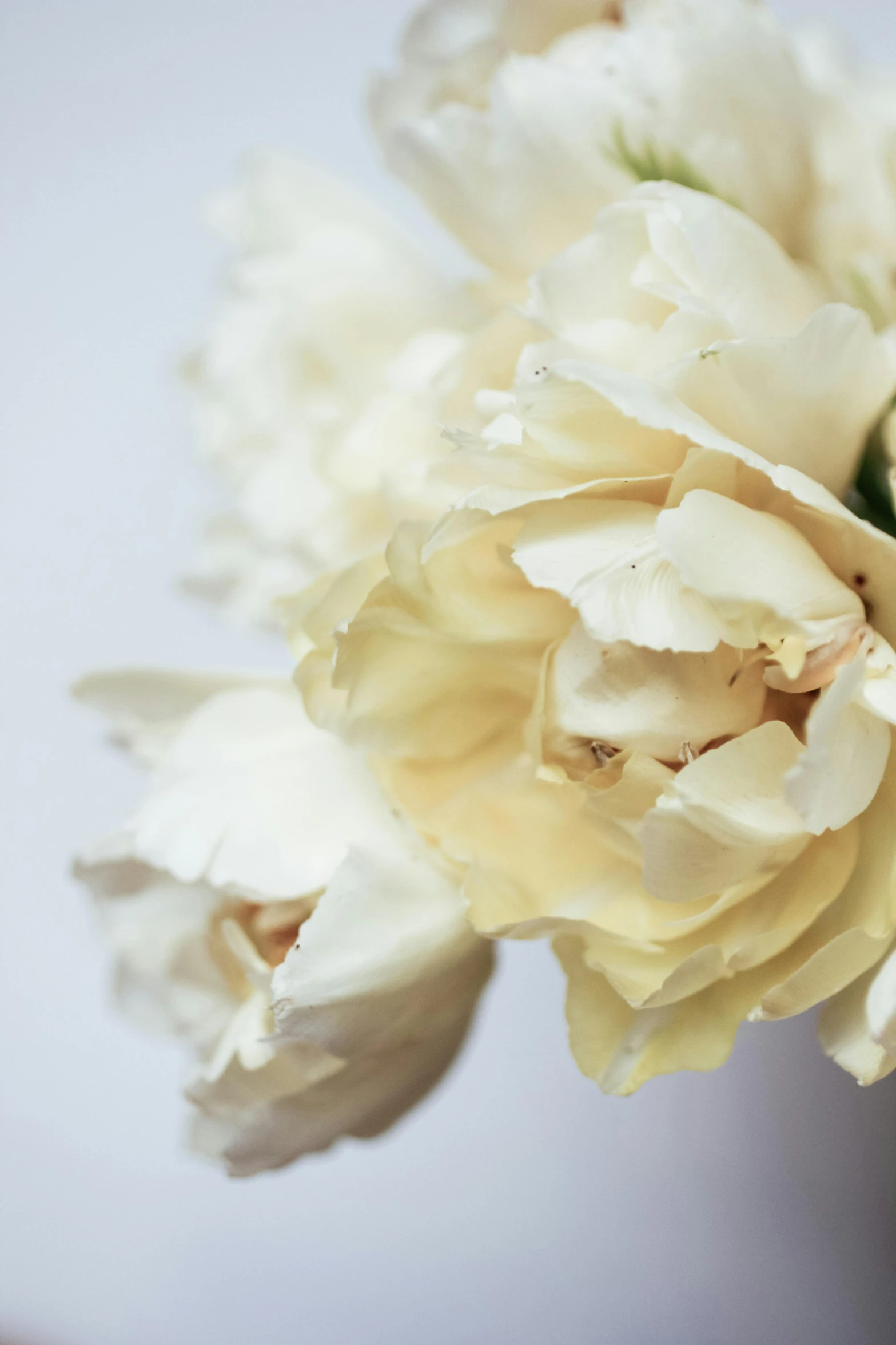 a close up of a bunch of flowers in a vase, cream and white color scheme, zoomed in, detailed product shot, peony