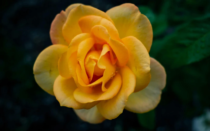 a close up of a yellow rose with green leaves, by Kristin Nelson, pexels contest winner, orange yellow, color ( sony a 7 r iv, night time, highly ornamental