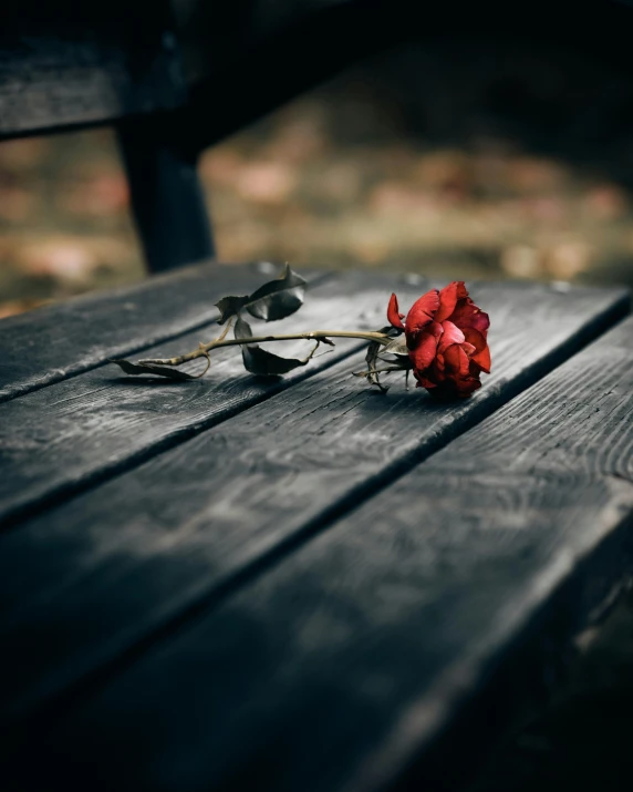 a red rose sitting on top of a wooden bench, sitting on a park bench