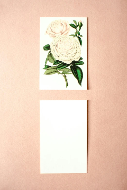 a white flower sitting on top of a piece of paper, inspired by Pierre-Joseph Redouté, romanticism, pink rose, ui card, printed on paper, then another