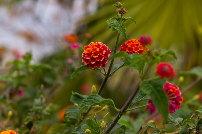 a bunch of flowers sitting on top of a lush green field, a picture, jamaica, light red and orange mood, today\'s featured photograph 4k, cottagecore flower garden