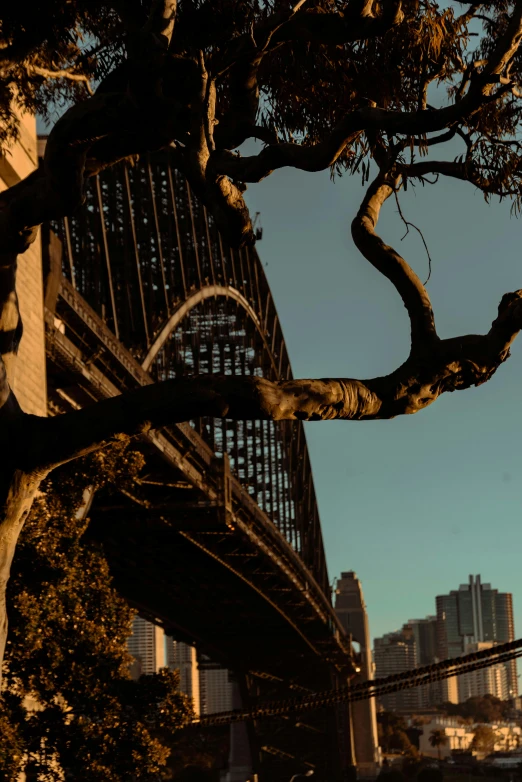 a view of a bridge with a tree in the foreground, inspired by Sydney Carline, pexels contest winner, late afternoon light, slide show, city view, full frame image