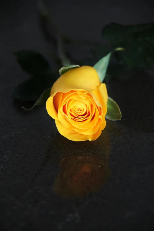 a single yellow rose on a black surface, a picture, by Robbie Trevino, on grey background, reflection, slate, glazed