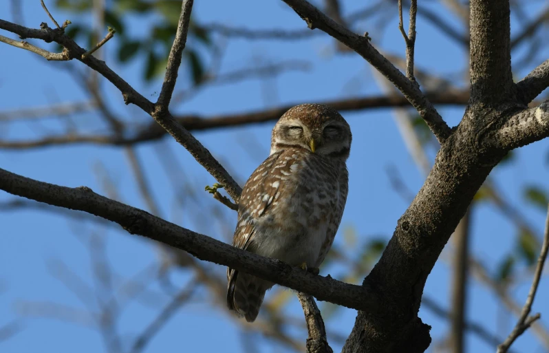 a small owl sitting on top of a tree branch, by Gwen Barnard, pexels contest winner, mingei, hard morning light, rounded beak, afar, spotted
