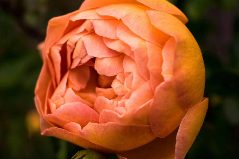 a close up of a flower with leaves in the background, inspired by Edwin Deakin, pexels contest winner, crown of mechanical peach roses, gradient orange, peony, old english