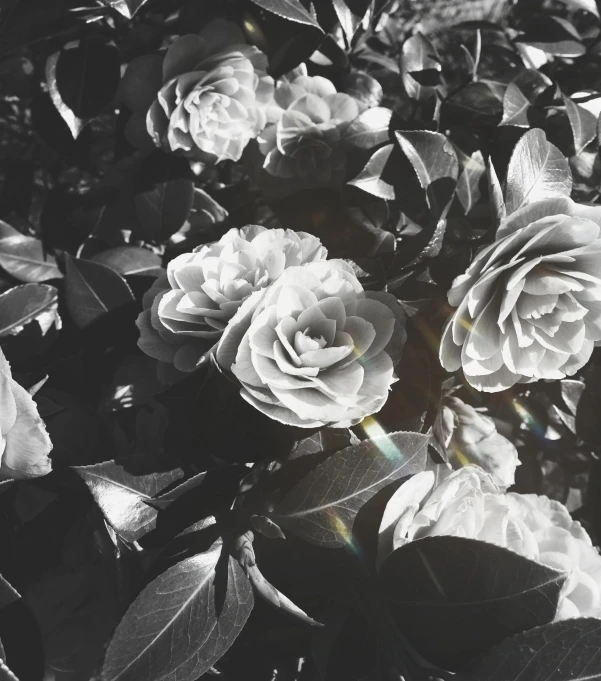 a black and white photo of some flowers, unsplash, romanticism, iridescent radiance, made of flowers and leaves, rose garden, instagram post