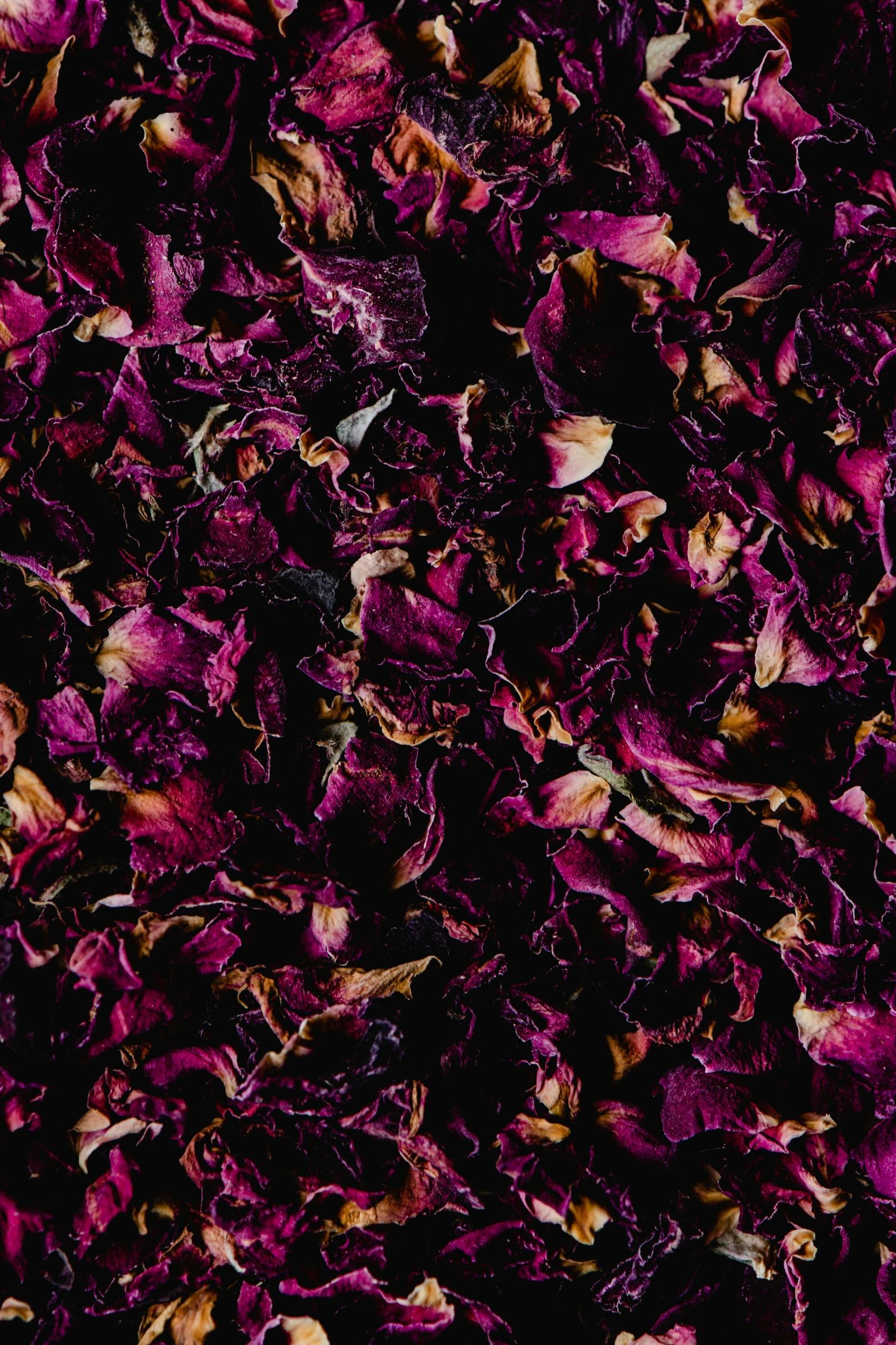 a close up of a bunch of dried flowers, an album cover, renaissance, black and purple rose petals, smooth fuschia skin, rose twining, intense desire