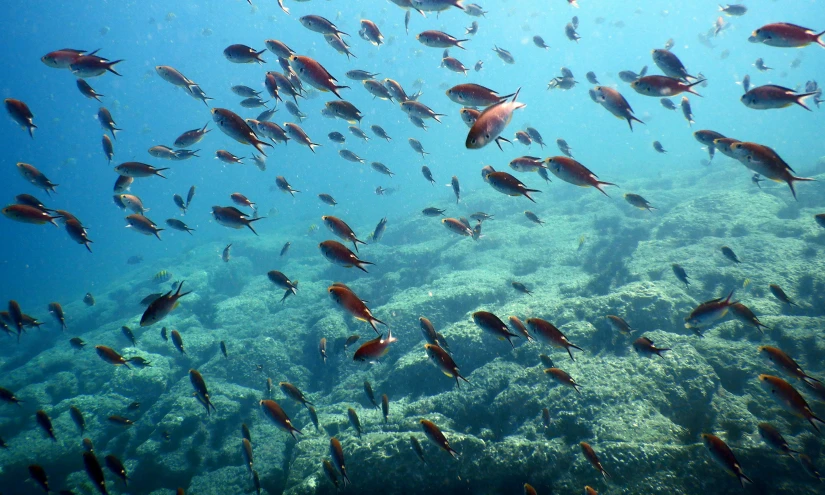 a large group of fish swimming in the ocean, a photo, pexels contest winner, renaissance, cyprus, reds, sapphire waters below, view from the side”
