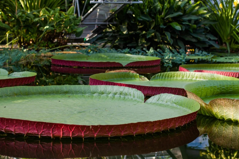 a pond filled with lots of green and red waterlilies, an album cover, pexels contest winner, visual art, random circular platforms, exterior botanical garden, big leaves, large mosquito wings