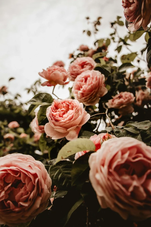 a woman standing in front of a bush of pink roses, by Elsie Few, trending on unsplash, romanticism, old english, seen from below, baroque detailed, pictured from the shoulders up