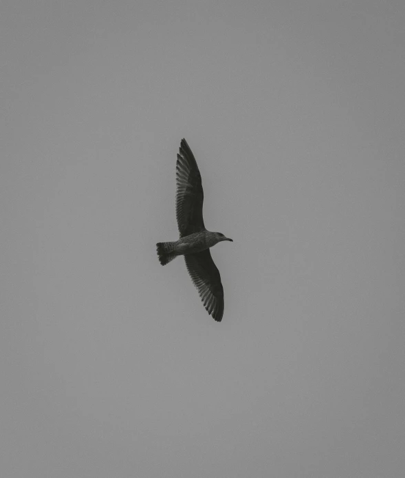 a bird that is flying in the sky, by Attila Meszlenyi, solid gray, instagram picture, 1 3 5 mm!!, flat grey