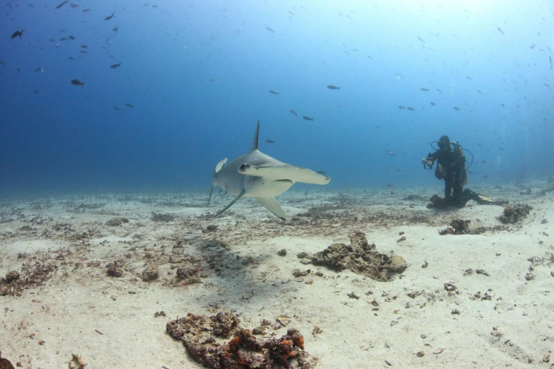 a couple of people standing on top of a sandy ocean floor, mantis and swordfishes, stingray, malika favre, ocean dept