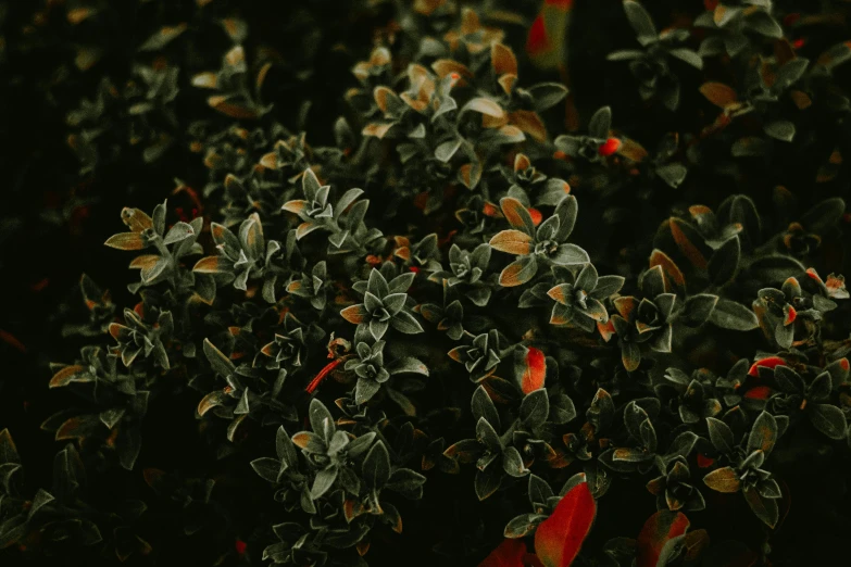 a red fire hydrant sitting on top of a lush green bush, a macro photograph, inspired by Elsa Bleda, trending on pexels, dark flower pattern wallpaper, gray and orange colours, a high angle shot, alessio albi