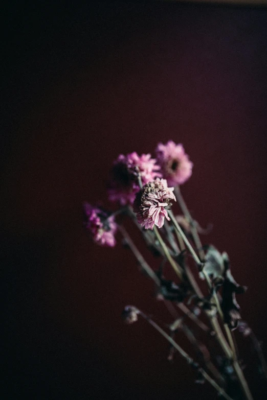 a close up of a bunch of flowers in a vase, a picture, inspired by Elsa Bleda, unsplash, brown and magenta color scheme, sorrowful, medium format, verbena