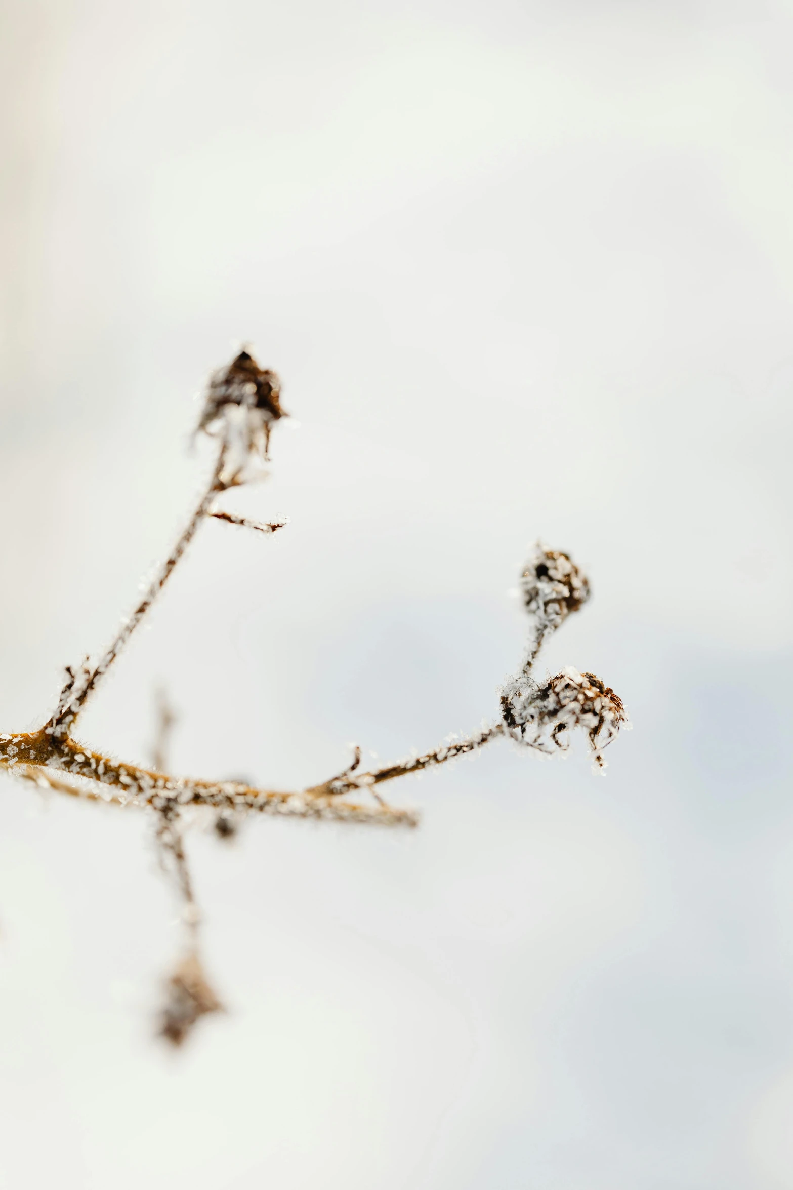 a small bird sitting on top of a tree branch, a macro photograph, by Andries Stock, unsplash, minimalism, ice sunflowers, (3 are winter, dried vines, white sky