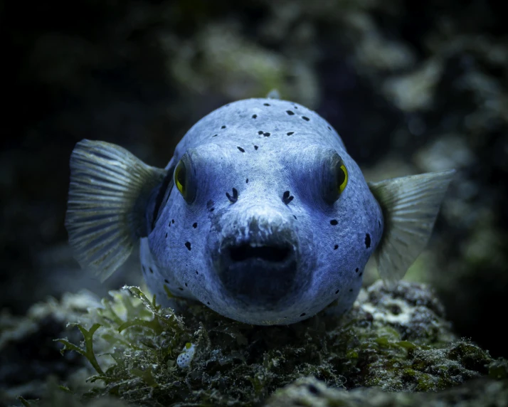 a close up of a puffer fish on a rock, pexels contest winner, baroque, bluish face, a dark underwater scene, screensaver, full faced