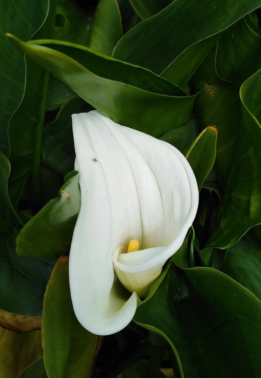 a white flower with green leaves in the background, inspired by Carpoforo Tencalla, monument, large leaves, close - up photograph, (flowers)