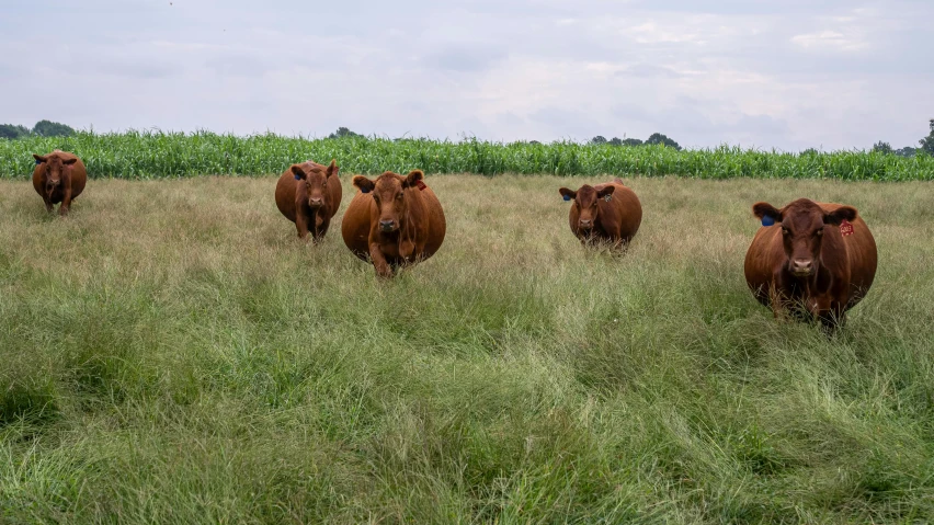 a herd of cows standing on top of a lush green field, a portrait, unsplash, brown, giant pig grass, portrait n - 9, australian