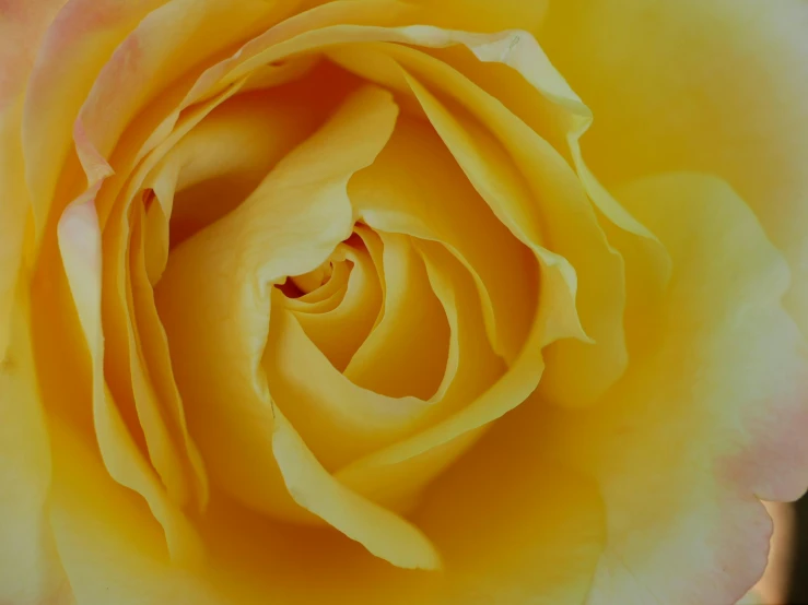 a close up of a yellow rose flower, by Jan Rustem, pexels contest winner, fan favorite, pastel roses, resin, blushing