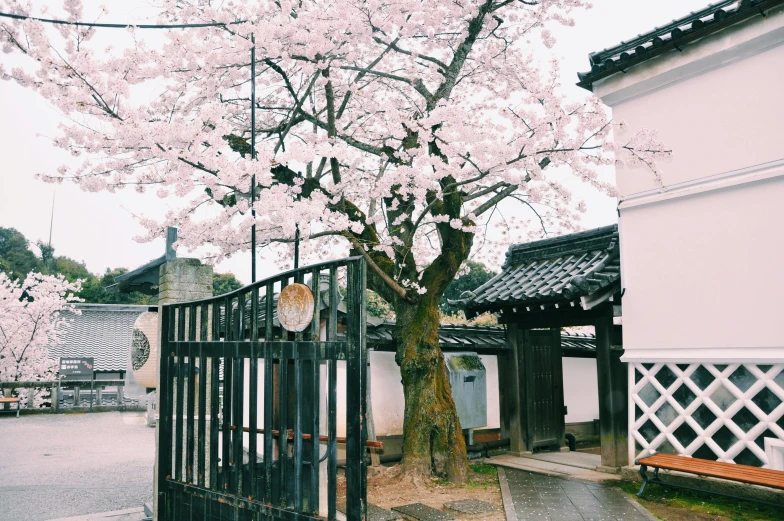 a tree that is in front of a gate, inspired by Sesshū Tōyō, unsplash, sakura kinomoto, 1990's photo, old town, 🚿🗝📝