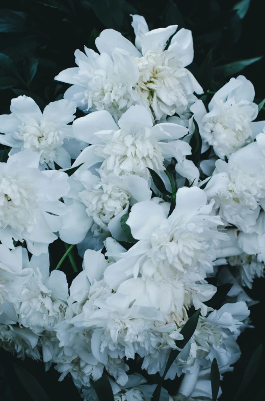 a close up of a bunch of white flowers, unsplash, baroque, full frame image, black peonies, lush foliage, pale