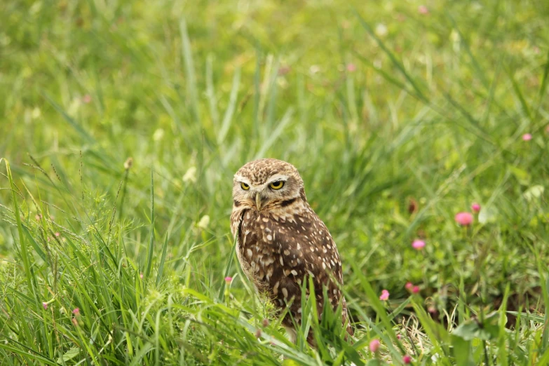 a small owl standing on top of a lush green field, birds are all over the ground, instagram photo, avatar image, grain”