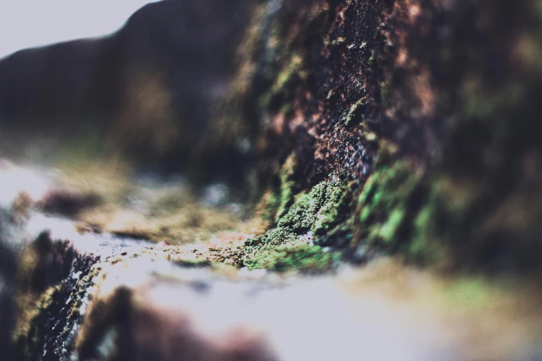 a close up of a rock with moss growing on it, a macro photograph, unsplash, realism, faded glow, intricate environment - n 9, tilt shift”, small flowing stream from wall