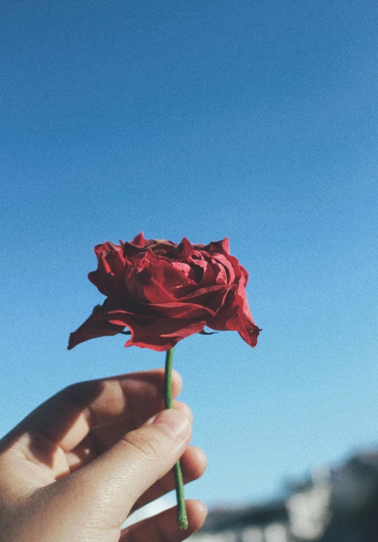 a person holding a red rose in their hand, an album cover, unsplash, cloudless blue sky, intricately defined, highly upvoted, profile image