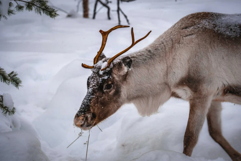 a reindeer that is standing in the snow, pexels contest winner, fan favorite, inuit, ready to eat, museum quality photo