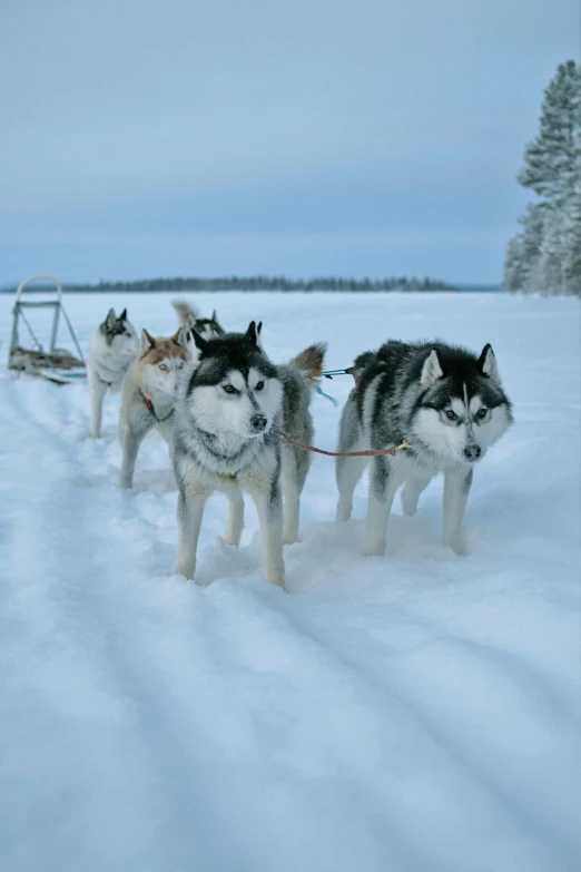 a group of dogs pulling a sled across a snow covered field, by Veikko Törmänen, pexels contest winner, hurufiyya, grey ears, in the evening, ready to model, blue