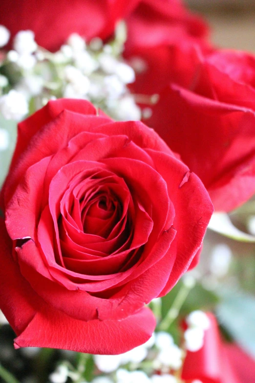 a vase filled with red roses and baby's breath, up-close, award-winning crisp details”, neck zoomed in, high