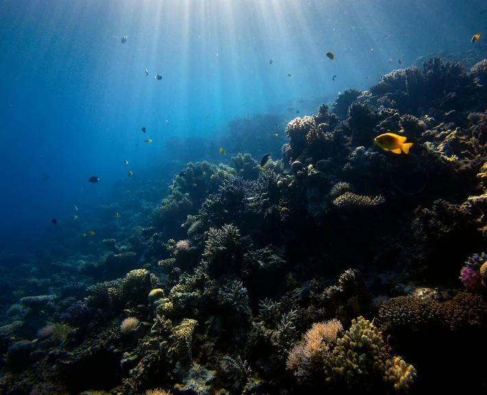 a fish that is swimming in the water, by Daniel Seghers, unsplash contest winner, hurufiyya, coral sea bottom, beams of sunlight, afar, sun dappled