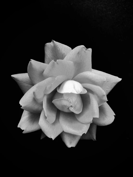 a black and white photo of a flower, inspired by Robert Mapplethorpe, night time photograph, symetrical japanese pearl, lotus, ansel adams photograph