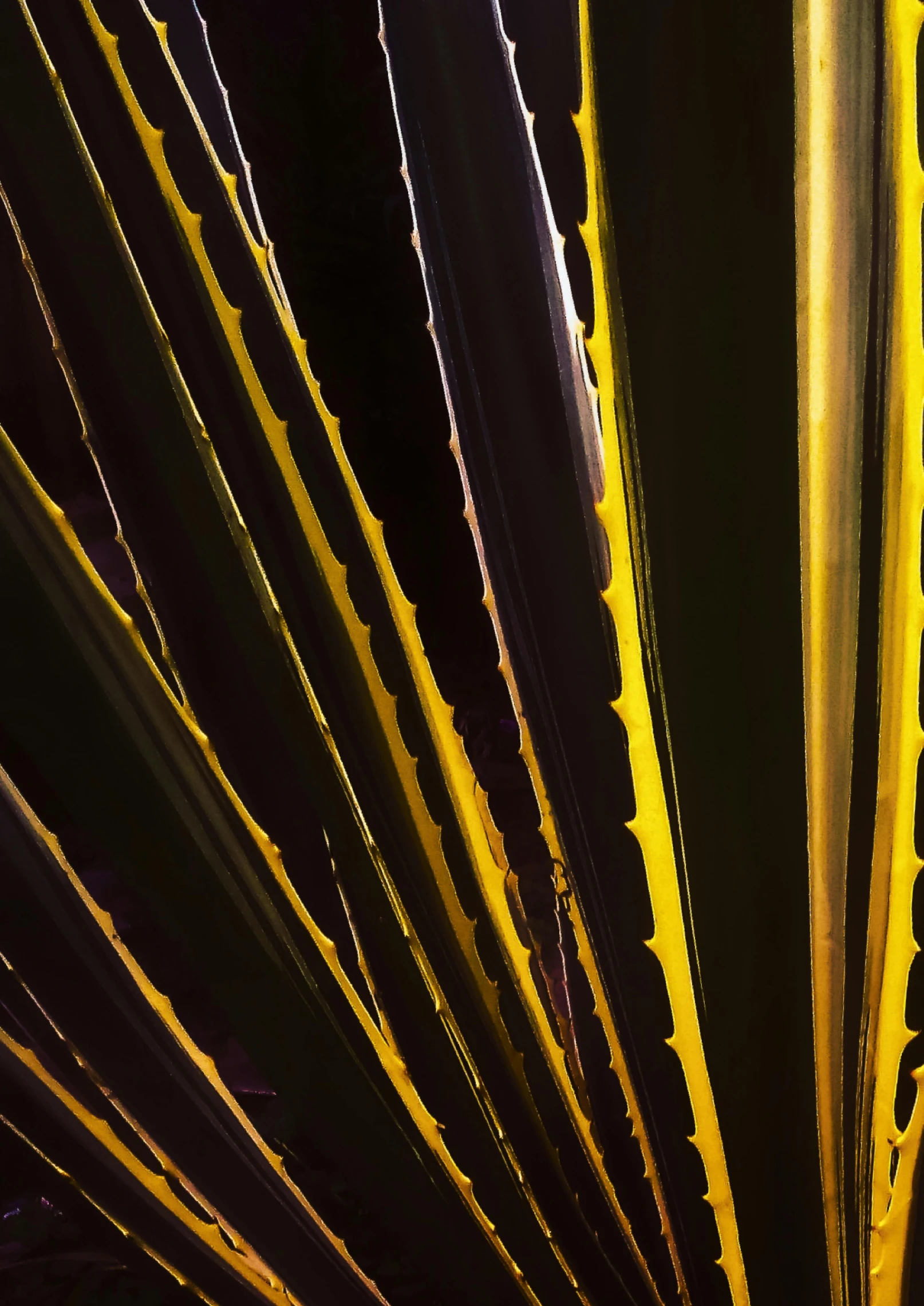 a close up of a plant with yellow and black leaves, a microscopic photo, inspired by Hans Hartung, unsplash, lines of lights, glossy metallic human spine, saguaro, colourful dramatic lighting