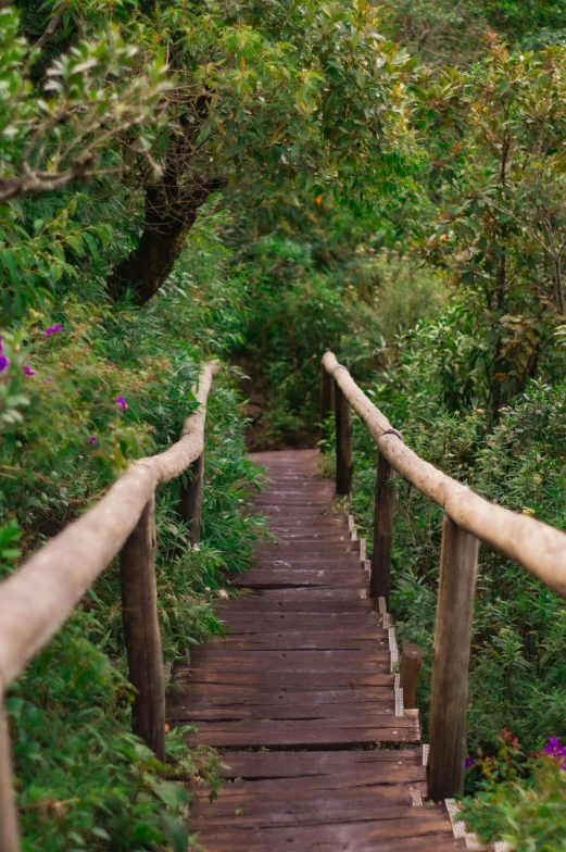 a wooden walkway through a lush green forest, samburu, penrose stairs, manuka, mountainous jungle setting