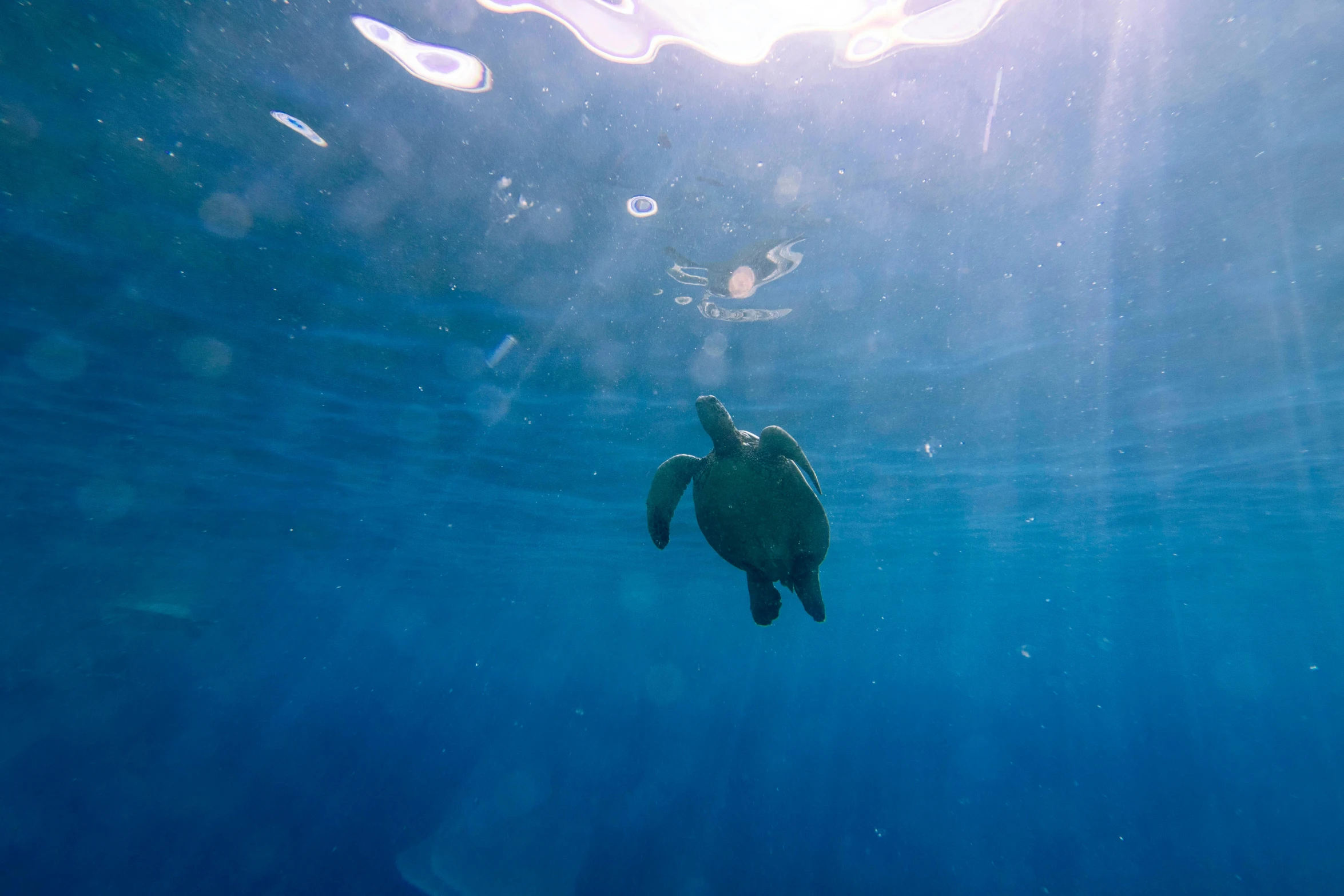 a turtle swimming under the sun in the ocean, by Ryan Pancoast, pexels contest winner, hurufiyya, floating. greenish blue, 🦩🪐🐞👩🏻🦳, play of light, unsplash photography