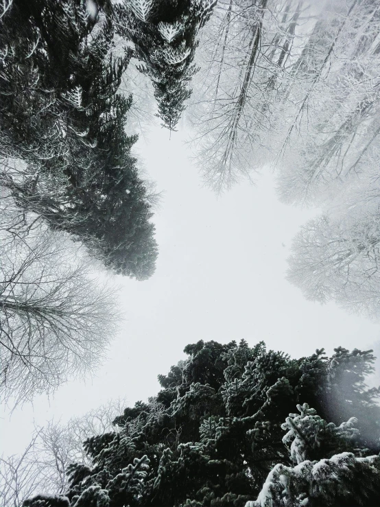a group of trees that are standing in the snow, looking up onto the sky, looking down from above, white and grey, roofed forest