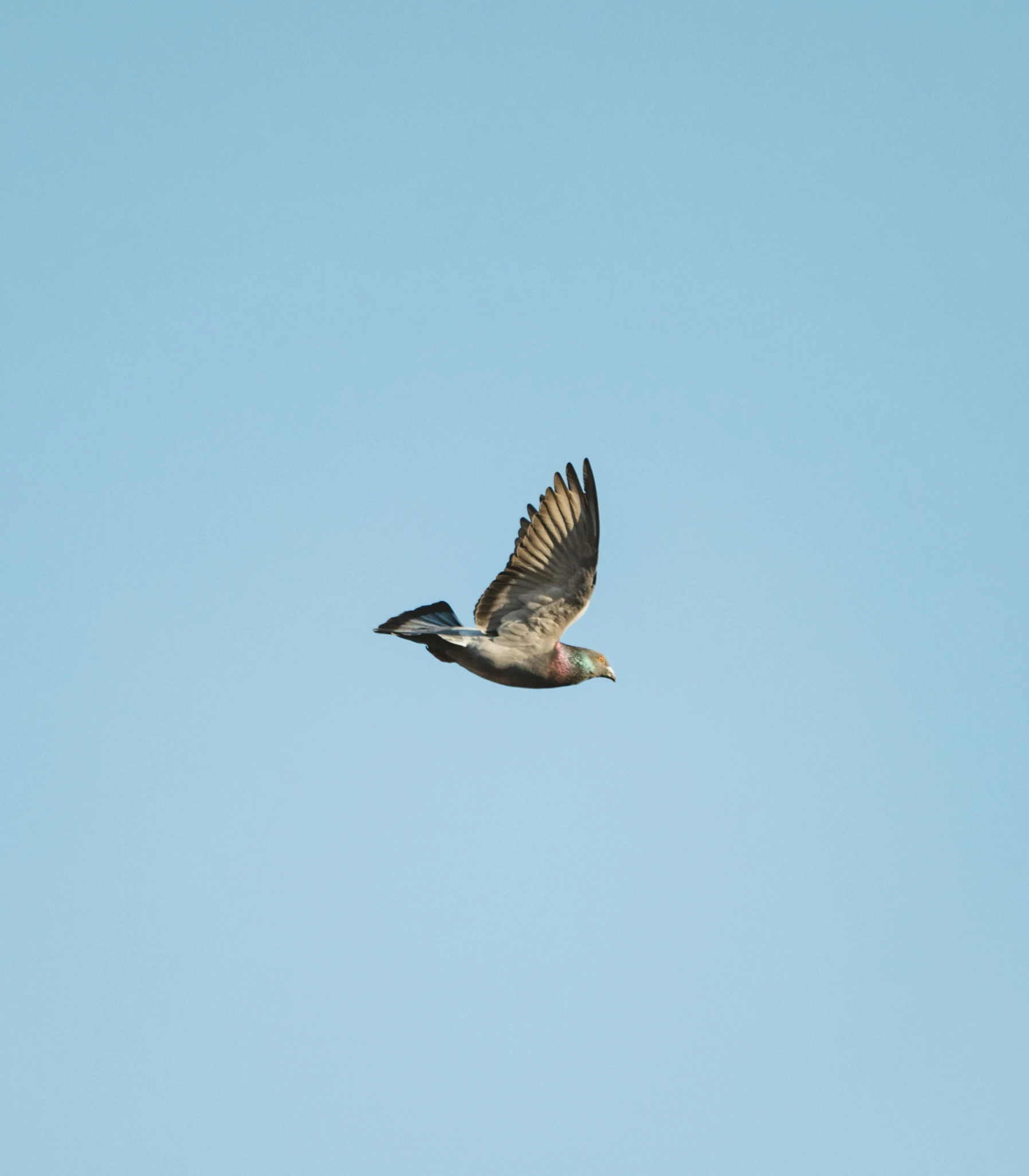 a bird that is flying in the sky, by Jacob Duck, unsplash, hurufiyya, mallard (anas platyrhynchos), offset, 🚿🗝📝, backpfeifengesicht