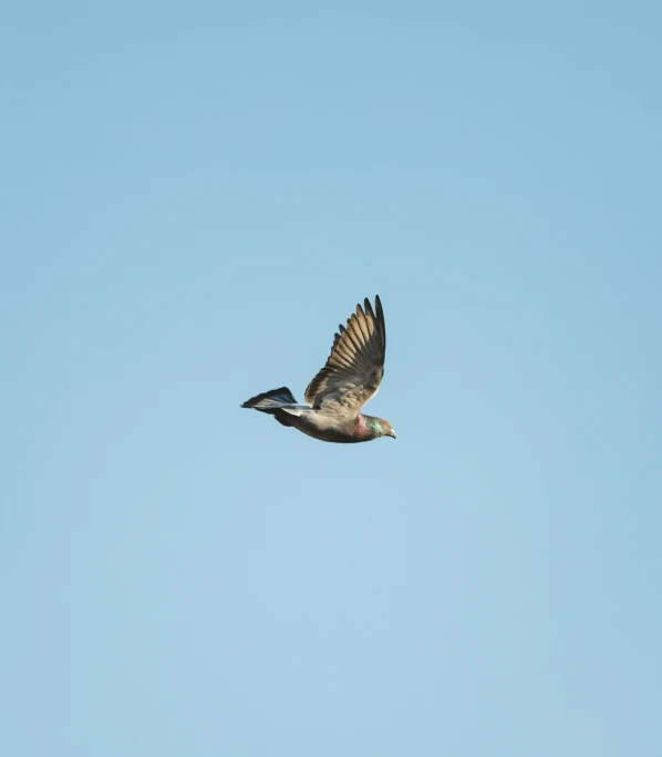 a bird that is flying in the sky, by Jacob Duck, unsplash, hurufiyya, mallard (anas platyrhynchos), offset, 🚿🗝📝, backpfeifengesicht